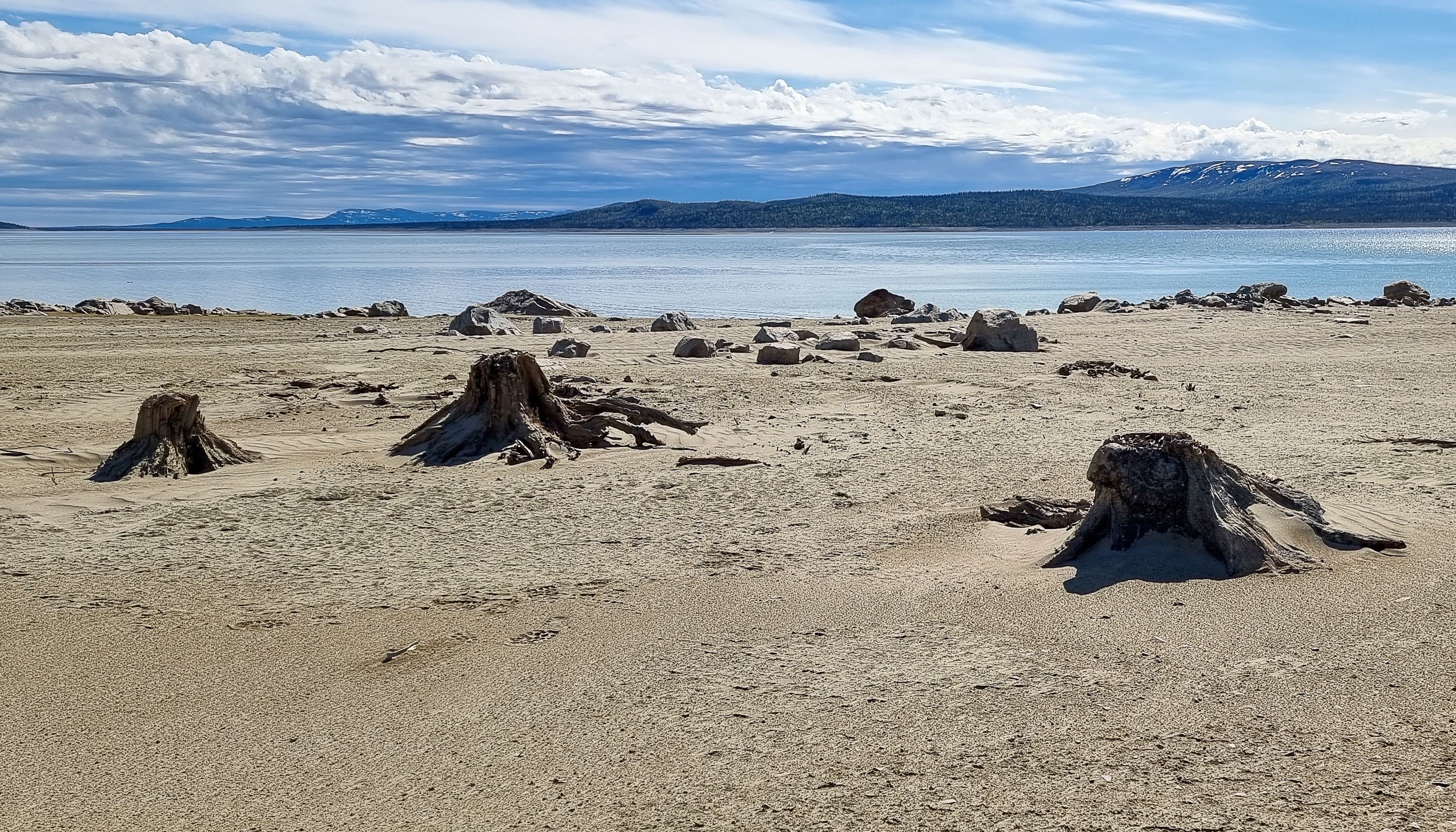 Den ökenliknande stranden vid sjön Tjaktjajávrre som dämdes när Seitevare kraftverk invigdes 1968. Flera stubbar sticker upp ur sanden som en påminnelse om hur det såg ut innan dämningen. Foto: Frida Palmbo, Norrbottens museum.